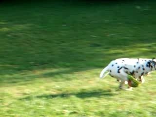 Dalmatien en train de courir