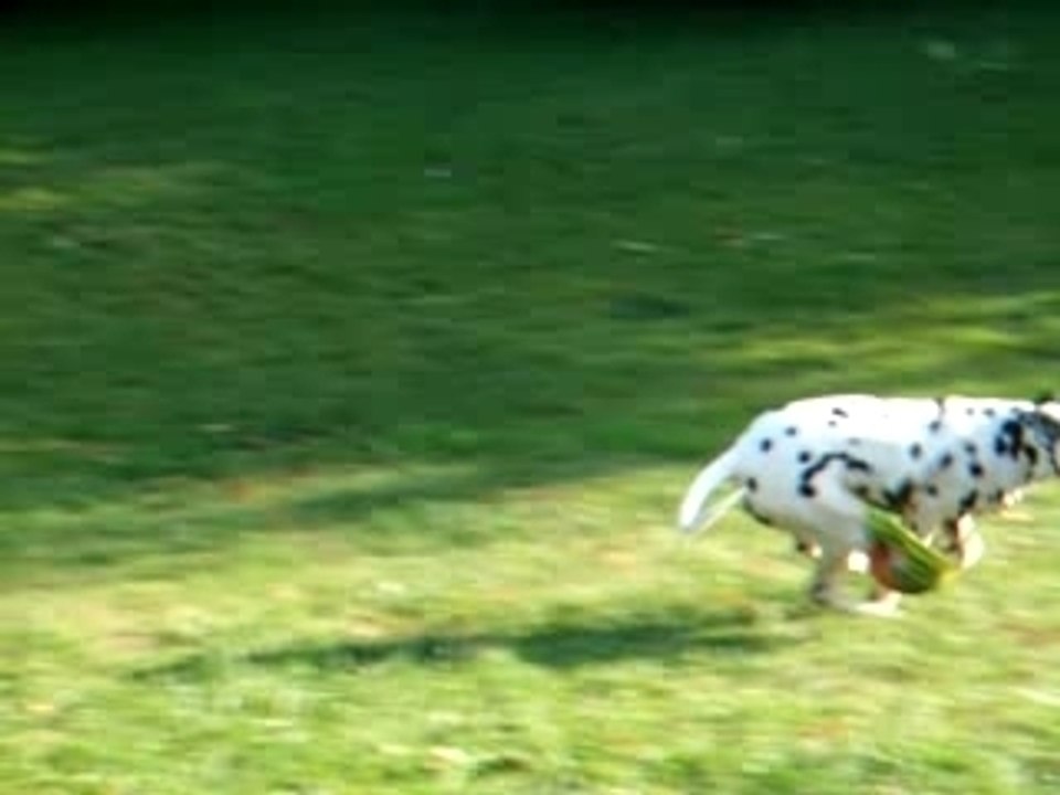 Dalmatien en train de courir