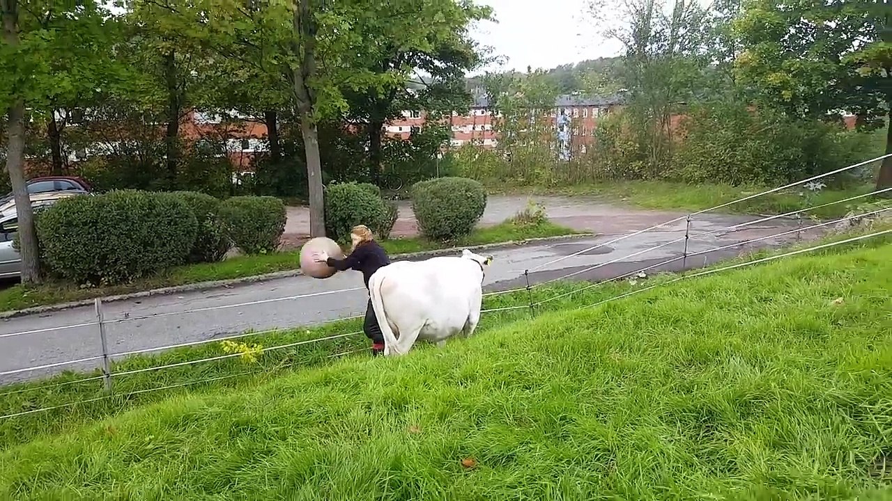 Une vache joue à la balle avec une fermière