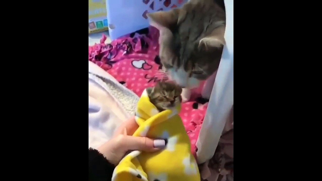Cute_baby_animals_Videos_Compilation_cute_moment_of_the_animals_-_Soo_Cute!