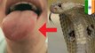 Pria India biarkan lidahnya digigit ular, alasannya ... - TomoNews