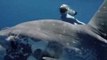 Hawaiian Freediver Encounters Her 'Spirit Animal' as She Swims With Huge Ocean Sunfish