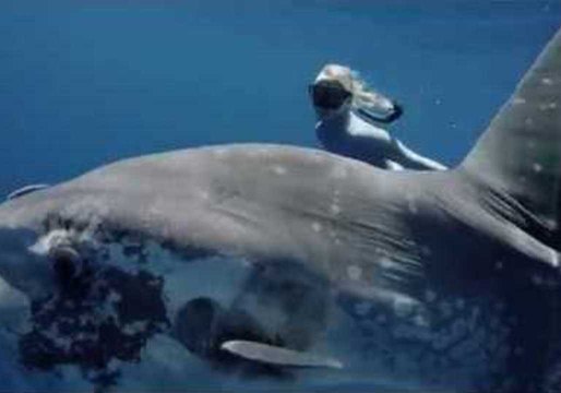 Hawaiian Freediver Encounters Her 'Spirit Animal' as She Swims With Huge Ocean Sunfish