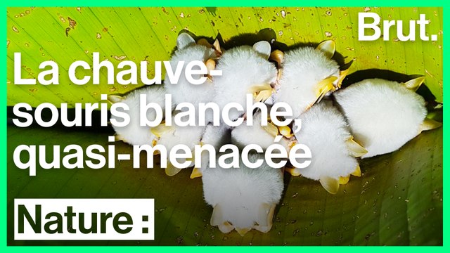 La chauve-souris blanche est quasi-menacée