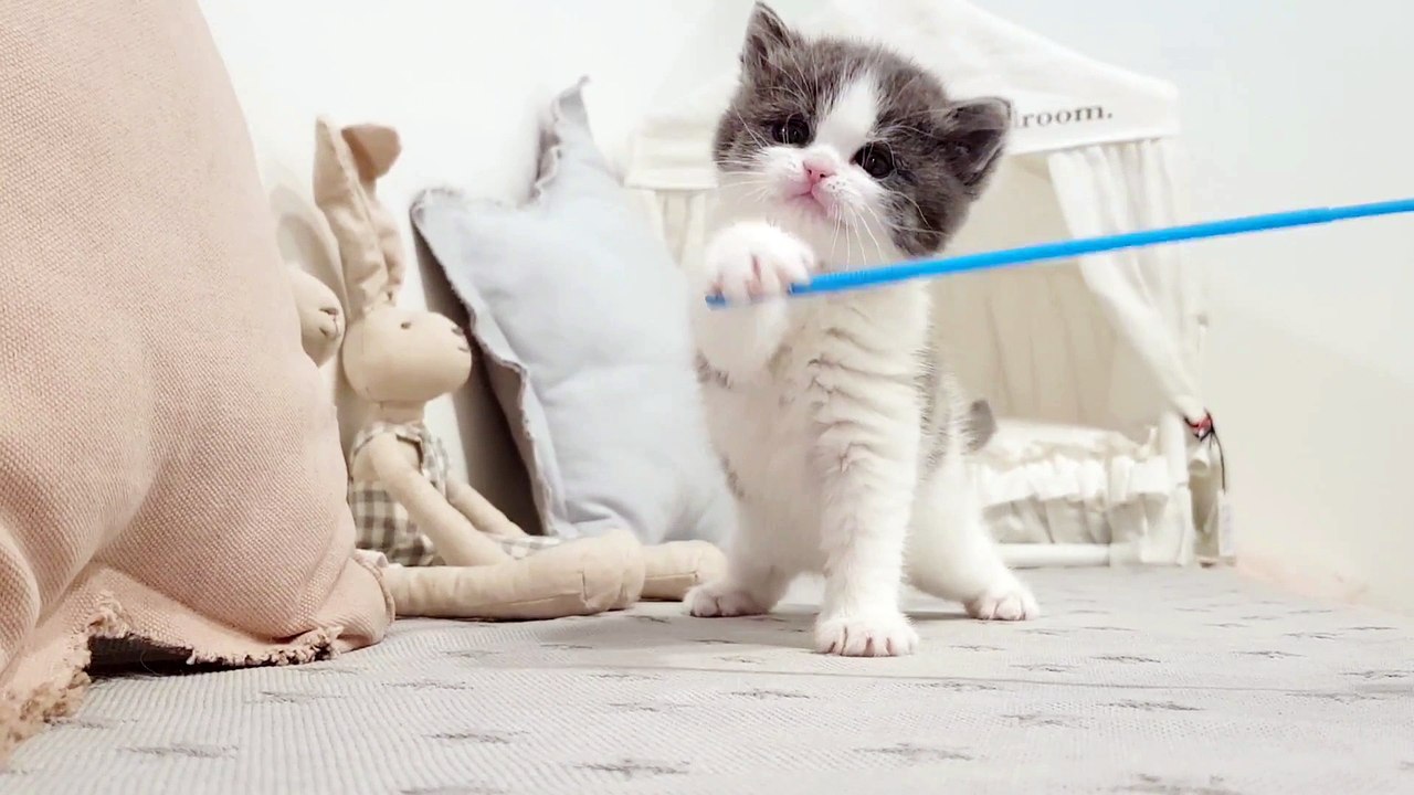 cute kitten playing
