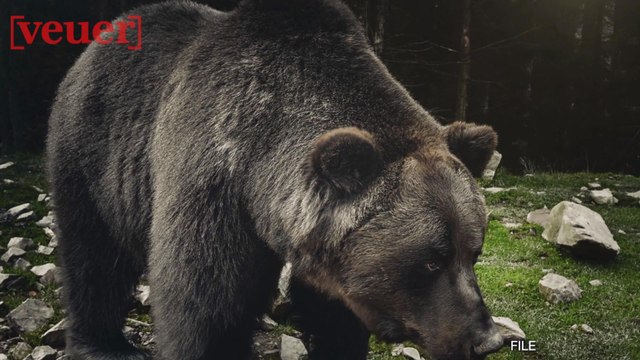 Hunter Kills Grizzly Bear and Injures Cub in Self-Defense
