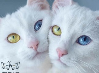 INSTACUTE : Les chats Iris et Abyss