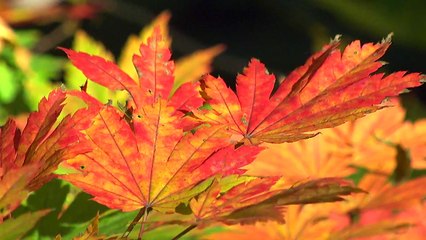 하루에 25km씩 물들인다...지역별 첫 단풍 시기는? / YTN