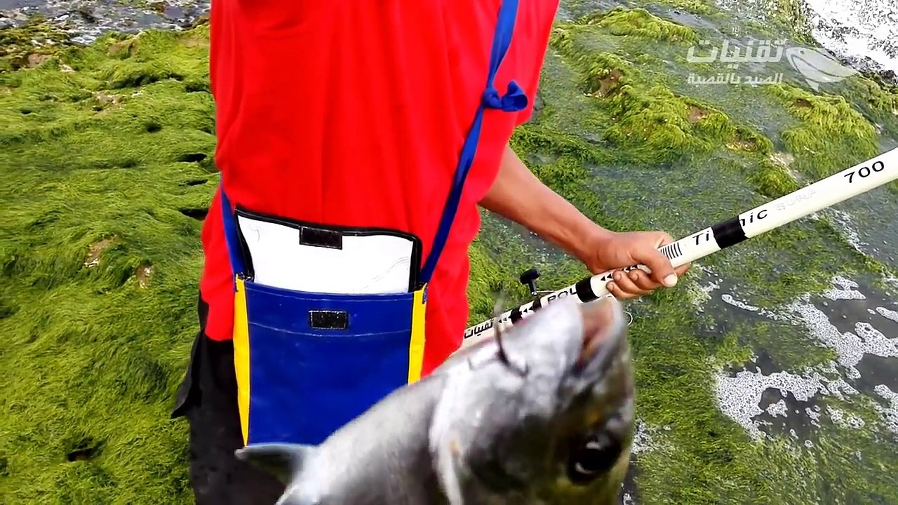 ✔ صيد أسماك الشرغو sar  بطعم عجينة البيلوطة