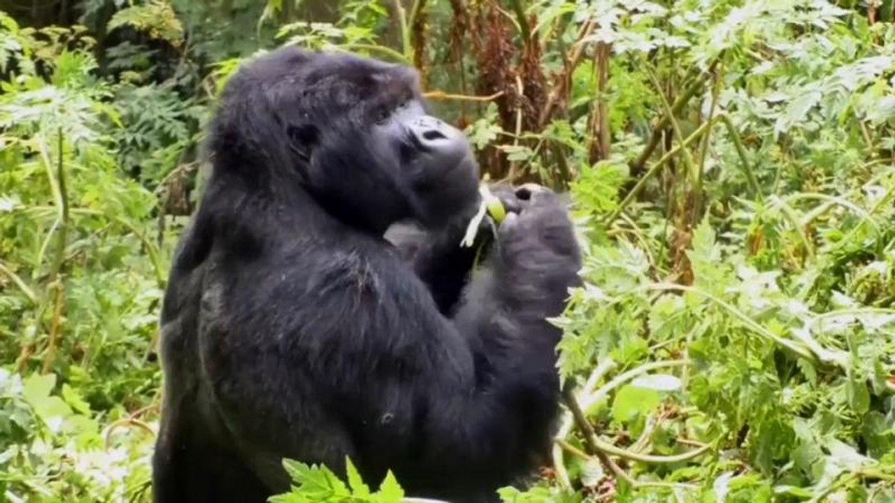 Ruanda: Berggorillas sind auf Touristen angewiesen