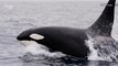 Banned Chemical Pollutants May Cause ‘Killer Whale Apocalypse’