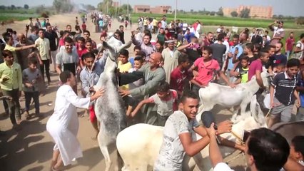 Mısır'da Eşek Yarışları