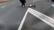 Kind Person Helps Escort Mama Ducks and Ducklings Across Street