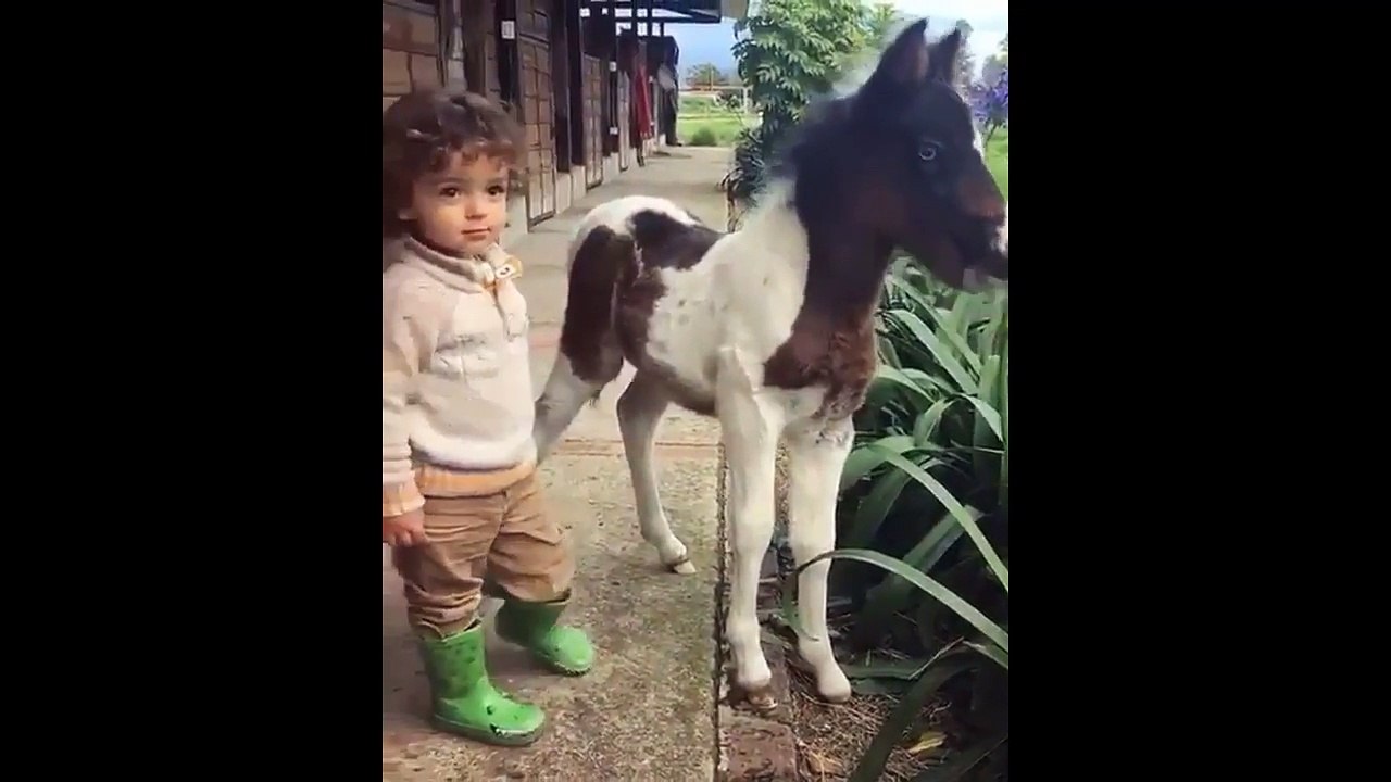 Cute_And_funny_horse_Videos_Compilation_cute_moment_of_the_horses_-_Soo_Cute!_#31