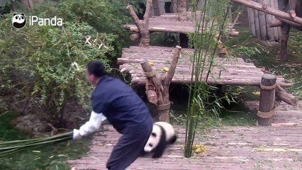 Panda brinca com seu cuidador