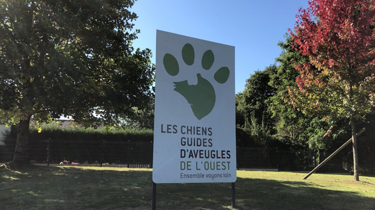 A l’école des chiens guides d’aveugles
