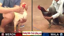 Đá gà thomo mới nhất 2018 ngày 28/09/2018 - Video 2
