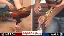 Đá gà thomo mới nhất 2018 ngày 28/09/2018 - Video 3