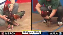 Đá gà thomo mới nhất 2018 ngày 28/09/2018 - Video 4