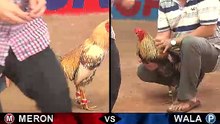 Đá gà thomo mới nhất 2018 ngày 28/09/2018 - Video 6