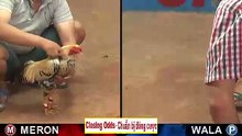 Đá gà thomo mới nhất 2018 ngày 28/09/2018 - Video 8