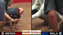 Đá gà thomo mới nhất 2018 ngày 28/09/2018 - Video 10
