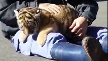 How cute baby tiger so lovely || Must see