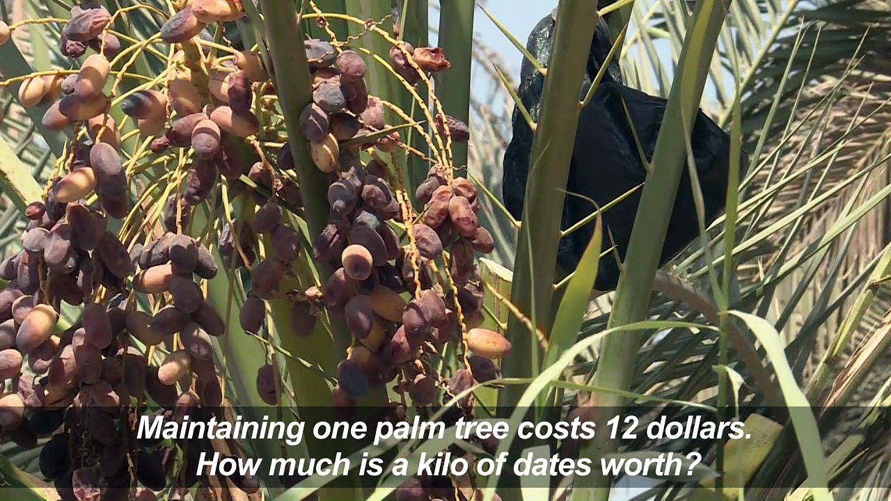 Conflict and drought ravage Iraq's prized date palms