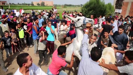 Mısır'da eşek yarışları - GİZA