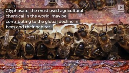 Research Says Monsanto's Weed Killer Is Harmful to Bees