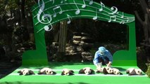 12 bébés pandas présentés au public