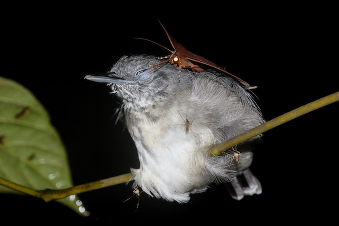 Moth Drinking Bird Tears