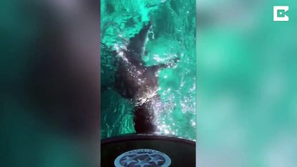 Ce requin veut manger le moteur du bateau