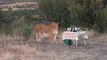 Des lions viennent partager le diner de touristes mais ce n'etait pas vraiment prévu