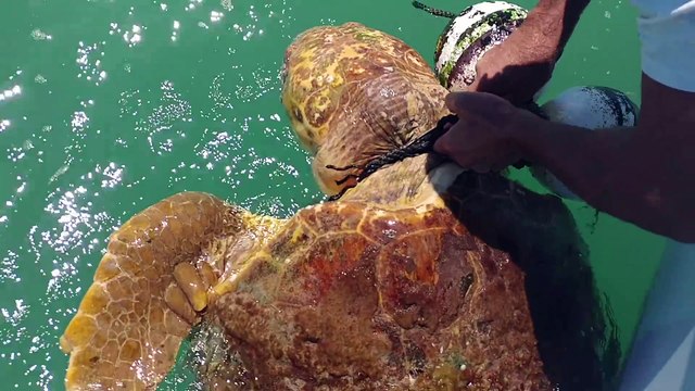Des plongeurs sauvent une tortue piégée dans les fils d'une bouée - Islamorada, Florida