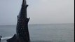 Des pécheurs remettent à l'eau un requin-baleine