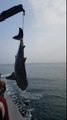 Des pécheurs remettent à l'eau un requin-baleine