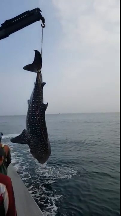 Des pécheurs remettent à l'eau un requin-baleine