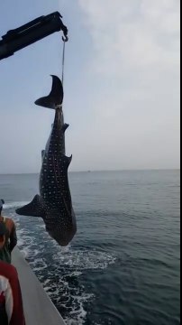 Des pécheurs remettent à l'eau un requin-baleine