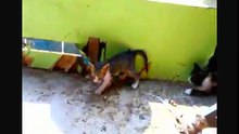 FUNNY CATS 2018
