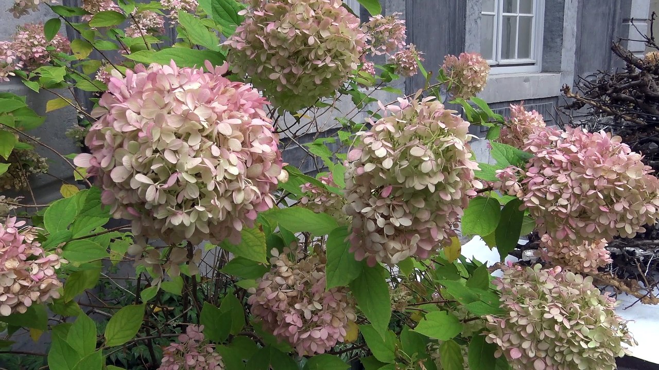 FIFF 2018 Vendredi 2809 : Atelier Ombre chinoise