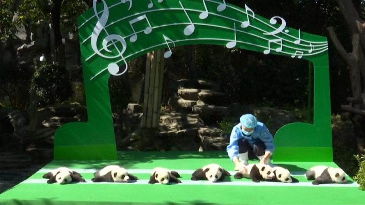 Zwölf Panda-Babys in Chengdu-City vorgestellt