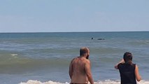 Killer Whales (Orcas) surprise a man while swimming in Monte Hermoso Beach, Argentina.