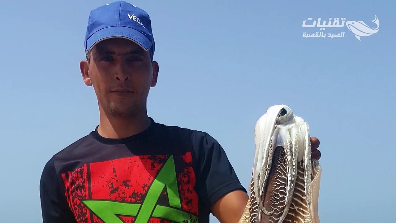 ✔ صيد  سيبيا ( الحبار ) بطريقة عادية و بسيطة وبدون أدوات كثيرة