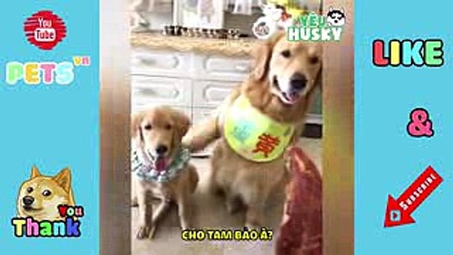 VIETSUB CHÓ MÈO TẬP 11 - HÀI HƯỚC CHÓ MÈO VUI NHỘN