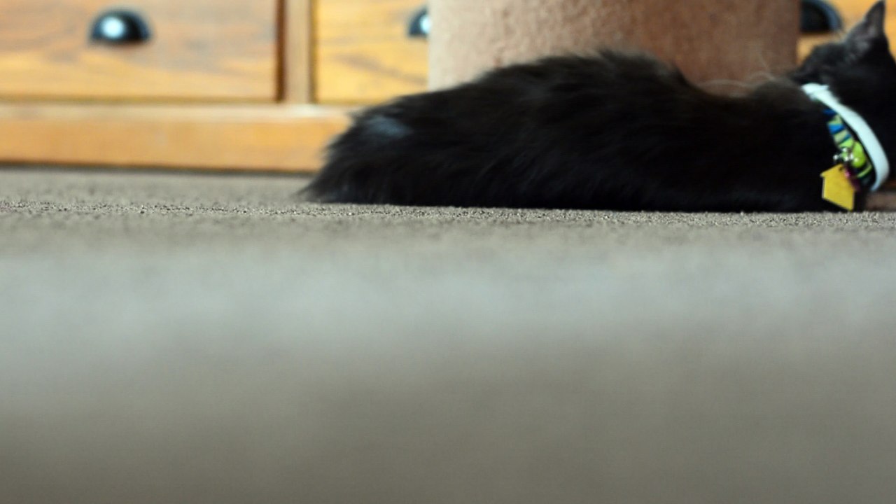 Playful olive