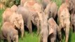 Jharkhand:Wild Elephants का ऐसा गुस्सा, लोग रह गए दंग |Viral Video|वनइंडिया हिंदी