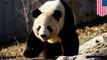 Panggilan kawin panda dijelaskan oleh peneliti - TomoNews