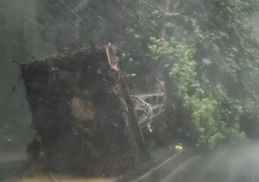 Typhoon Trami Uproots Tree in Japan's Okinawa Prefecture