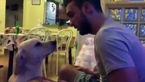 Ettore,  il cane che chiede scusa